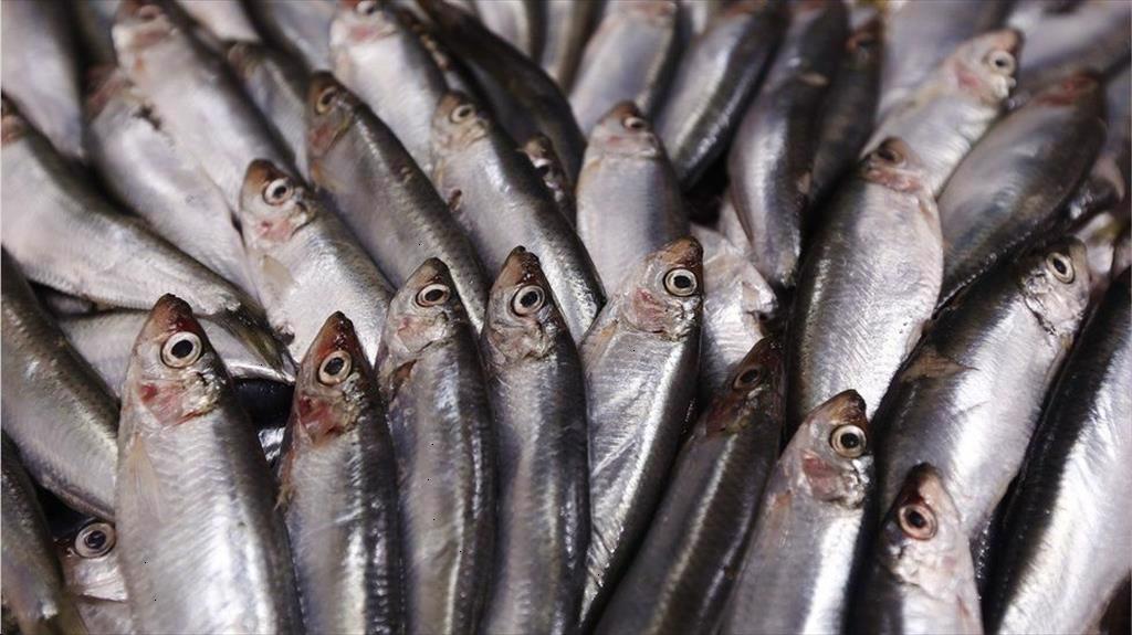 Nga Sản phẩm cá tiêu thụ nhiều nhất là cá trích, cá sprat và thanh cua 