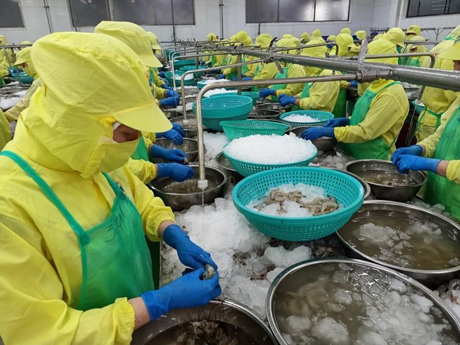 Xuất khẩu tôm kỳ vọng khá hơn sau Hội chợ Thủy sản Bắc Mỹ