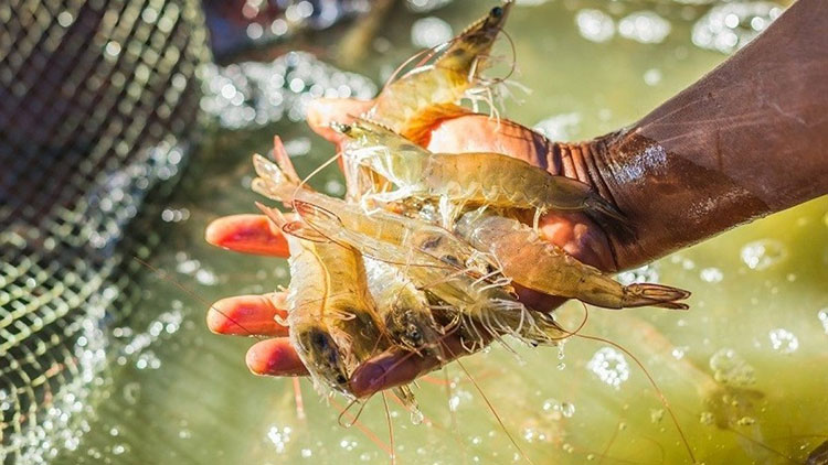 Nhập khẩu tôm của Mỹ tiếp tục giảm trong tháng 12023