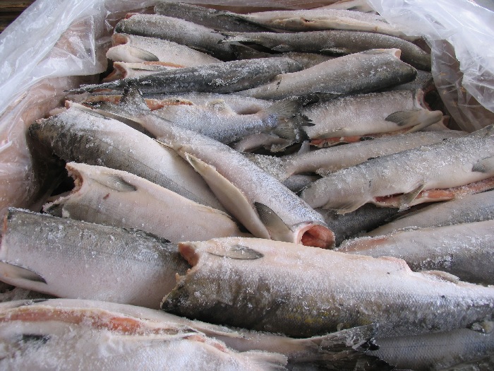 Giá cá minh thái HG của Nga giảm, sản lượng tăng 21%