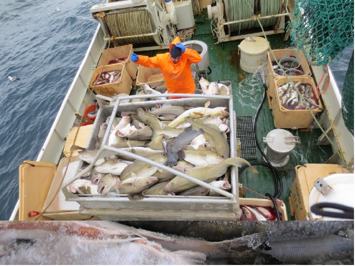 Giá cá cod Iceland ổn định sau khi giảm đầu tháng 32023