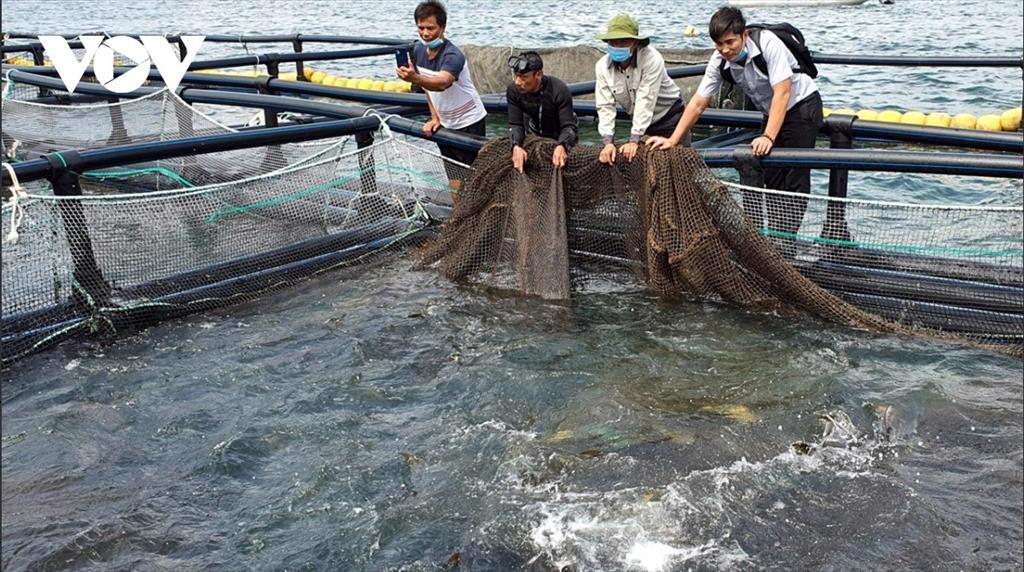 Doanh nghiệp thuỷ sản, chăn nuôi kiến nghị giảm thuế nhập khẩu khô đậu tương