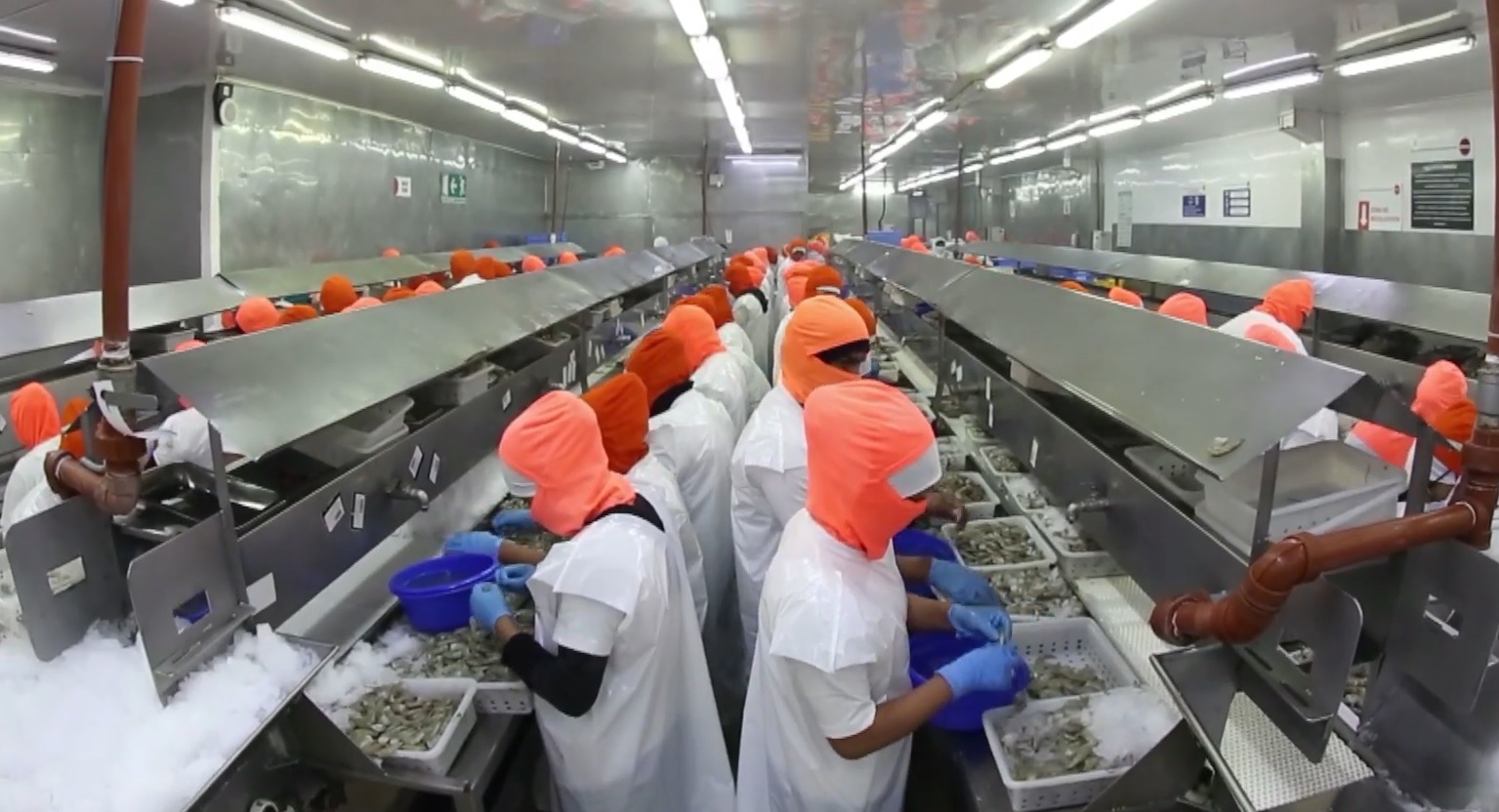 Omarsa (Ecuador) mở rộng vùng nuôi, mua nhà máy chế biến tôm ở Panama