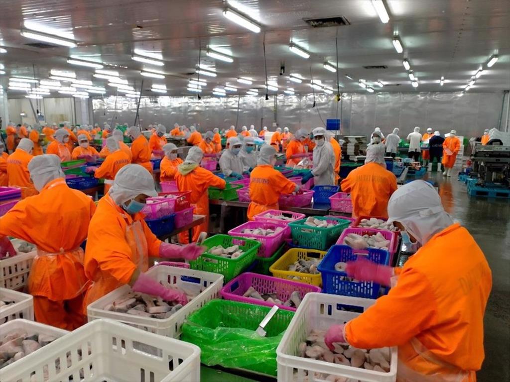 Xuất khẩu cá tra của Navico sẽ tăng trở lại nhờ kinh tế Trung Quốc phục hồi