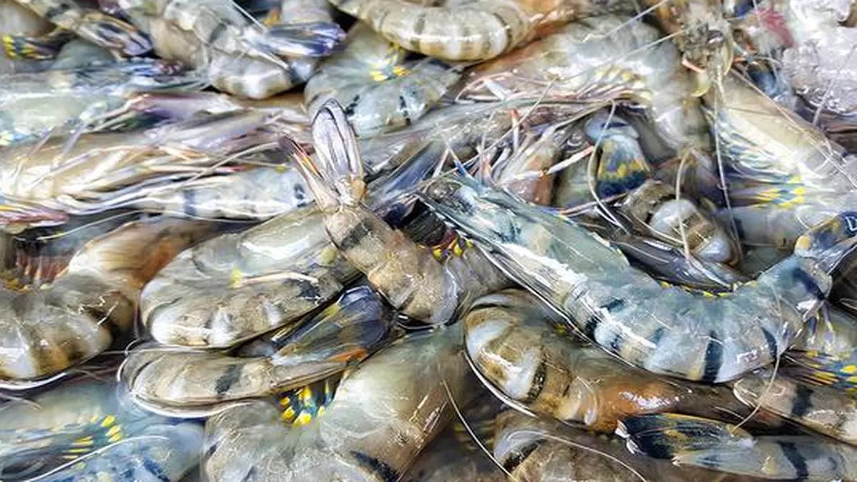 Sản xuất tôm sú tại Ấn Độ tiềm năng vô hạn, nhu cầu hữu hạn