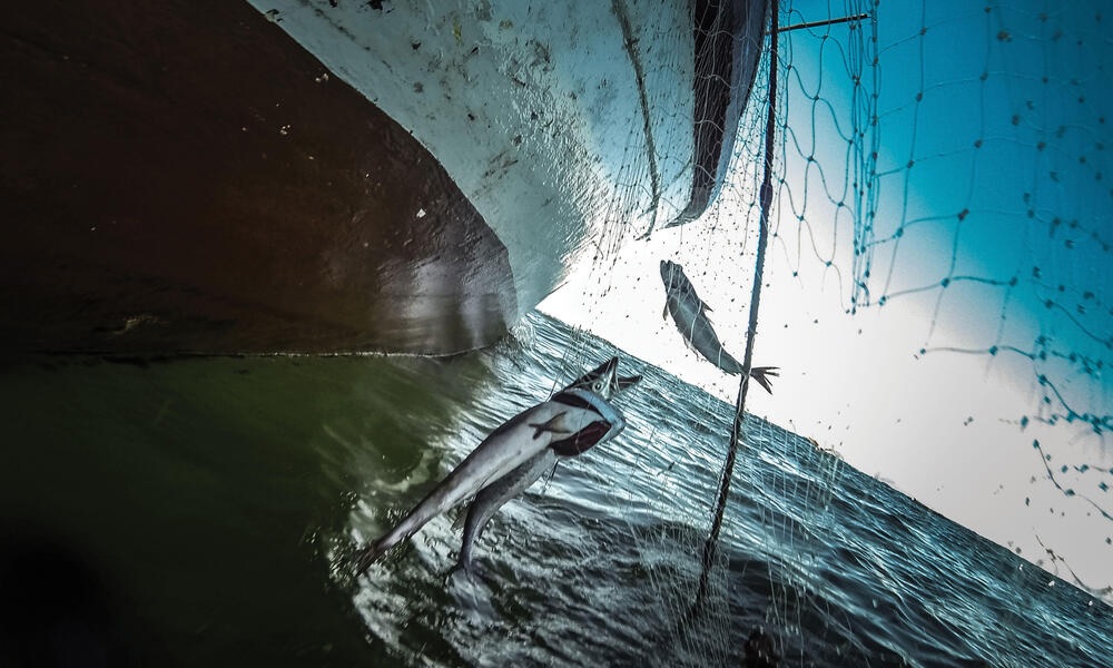 Sự nóng lên của đại dương có thể làm gia tăng hoạt động khai thác IUU 