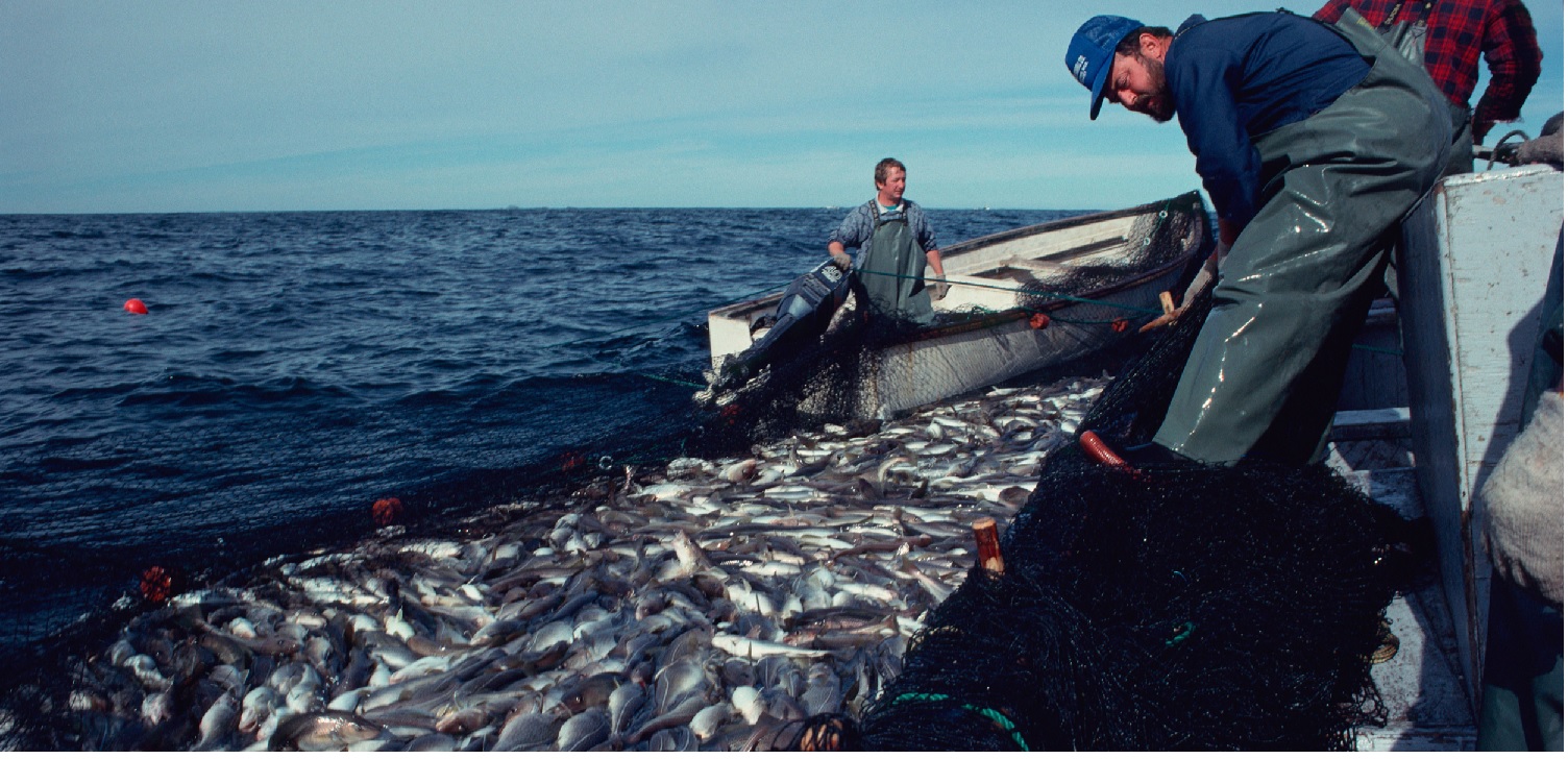 Sản lượng khai thác cá tuyết Đại Tây Dương sẽ tiếp tục giảm