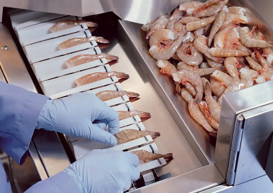 Giá tôm thế giới phụ thuộc vào sự hồi phục của thị trường Trung Quốc 