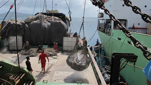 Ngành cá ngừ Ecuador đối mặt với cạnh tranh từ Trung Quốc