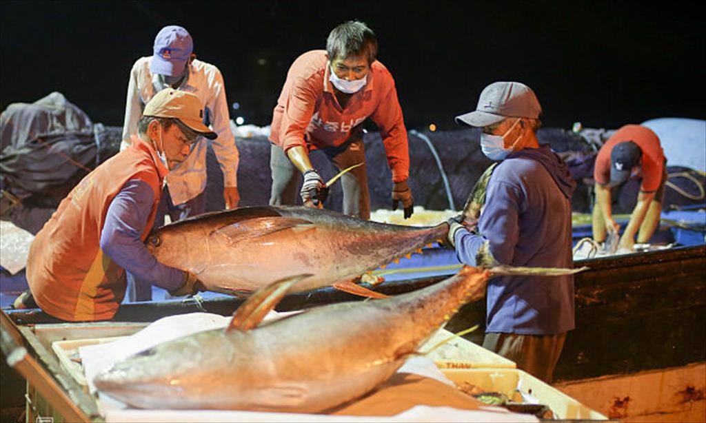 Xuất khẩu cá ngừ sang Đức tăng liên tục trong 2 tháng đầu năm nay