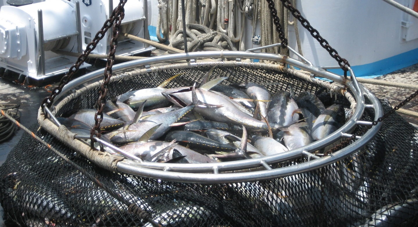 Vietnam’s tuna exports to Spain prospered in February 2023