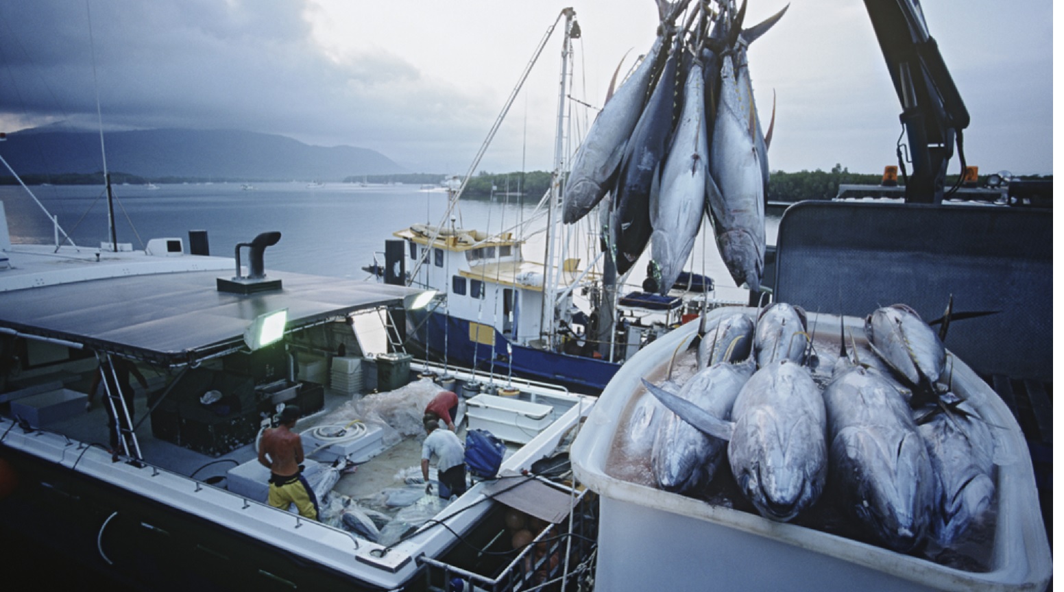 Vietnam’s tuna exports to Germany increased continuously in the first 2 months of 2023