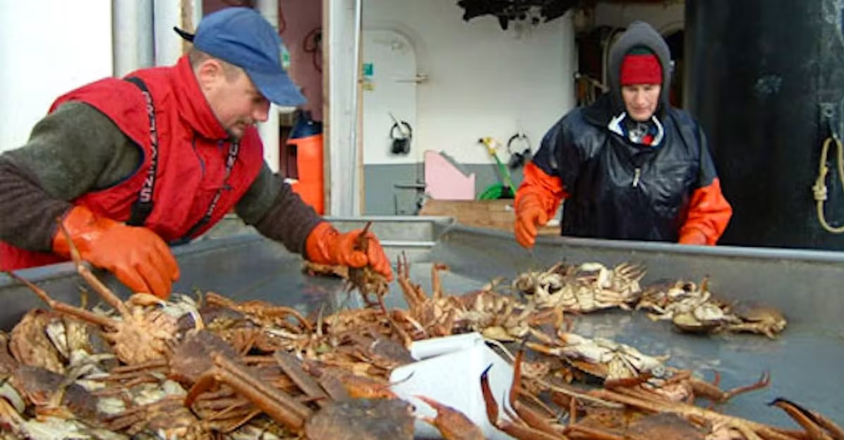 Hạn ngạch cua tuyết tại Nam Vịnh Saint Lawrence tăng 8,3%