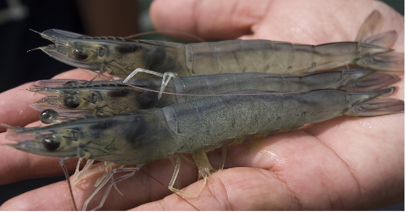 Ả Rập Xê Út áp đặt lệnh cấm tạm thời đối với tôm Ấn Độ  