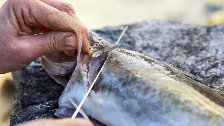 Na Uy Xuất khẩu cá thịt trắng trong quý 12023 bị ảnh hưởng bởi thời tiết xấu 