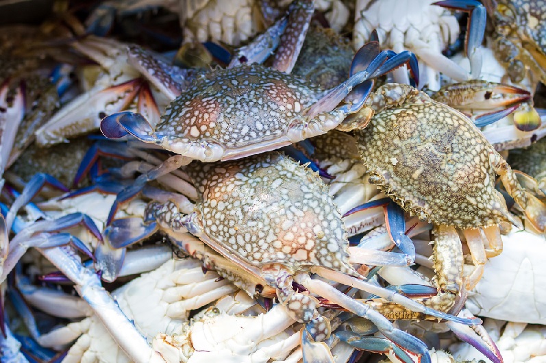 Mỹ giảm nhập khẩu ghẹ xanh trong tháng 12023 