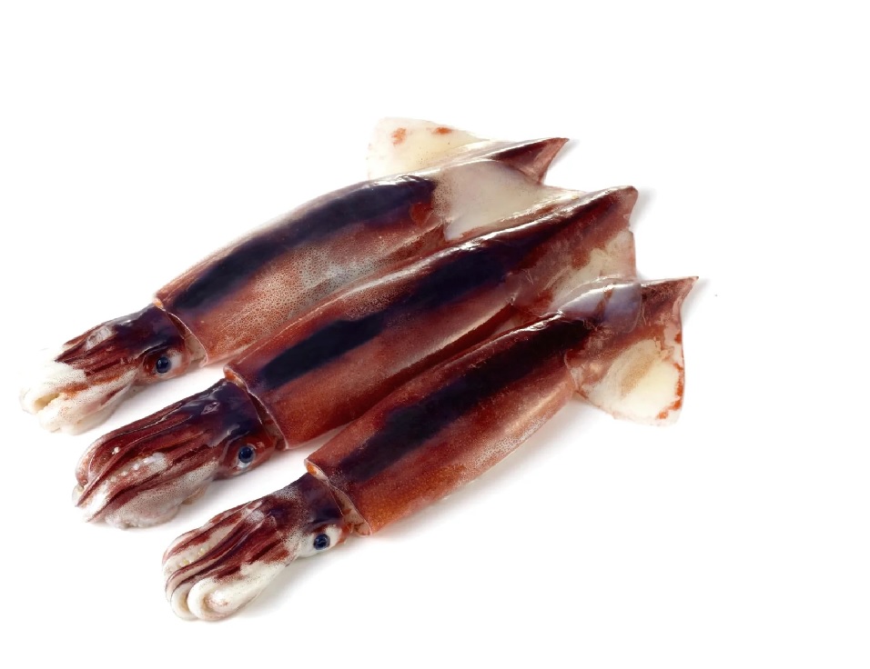 Giá mực ống illex dự kiến tăng trong năm 2023