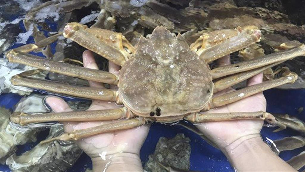 Hạn ngạch cua tuyết thế giới năm 2023 cao nhất kể từ năm 2012