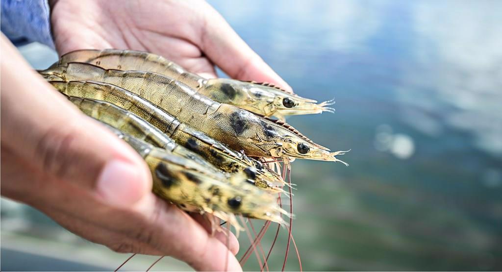 Indonesia mục tiêu sản xuất 2 triệu tấn tôm mỗi năm