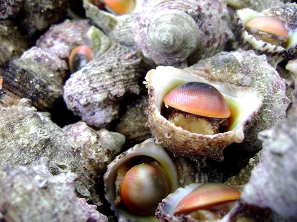 Lạm thác đe dọa văn hóa và món ăn truyền thống trên toàn cầu