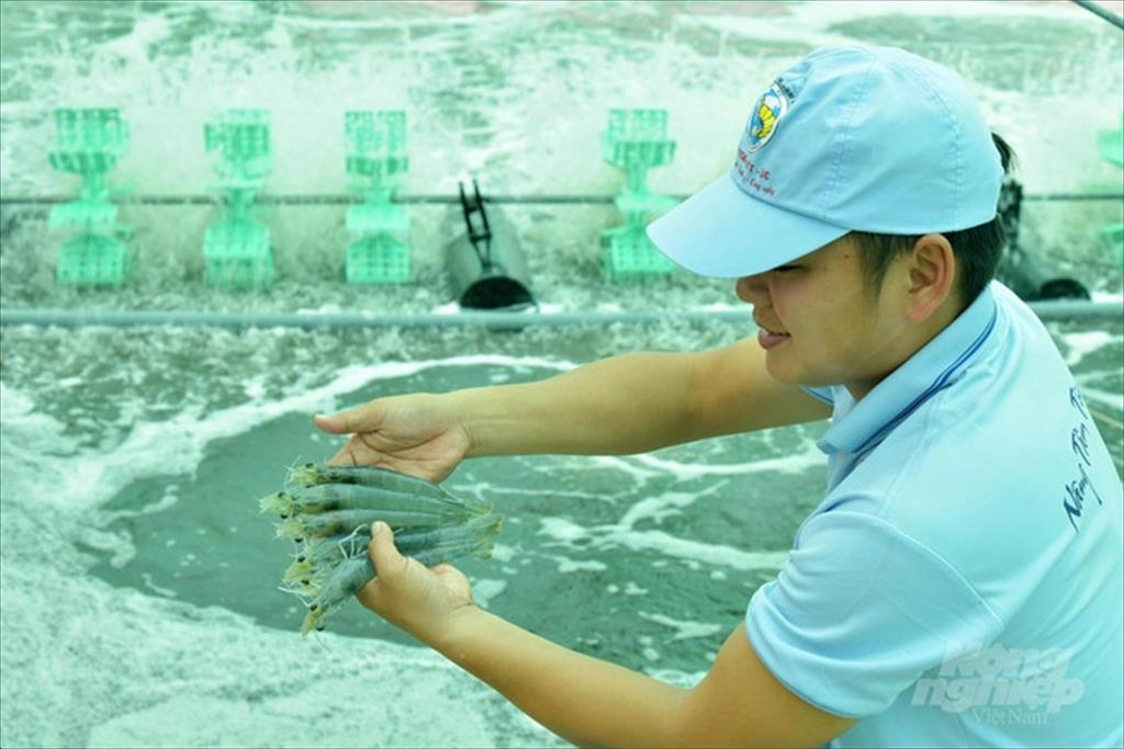 Giá thành tôm nuôi của Việt Nam cao hơn đối thủ chính từ 1-2USDkg