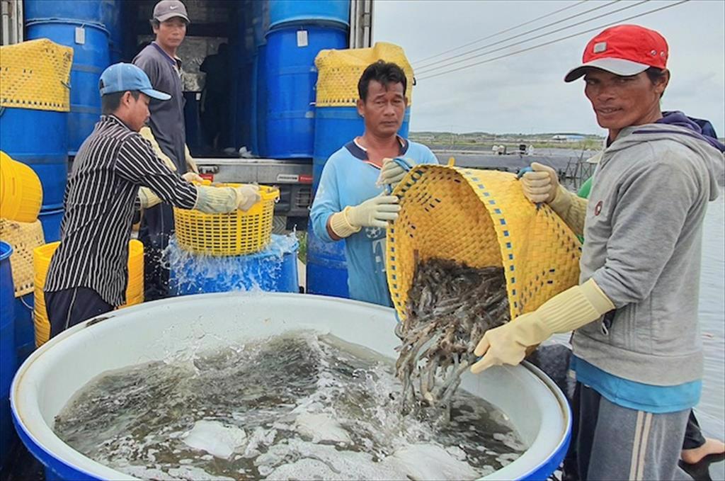 Giá thành nuôi quá cao, ngành chế biến xuất khẩu tôm cầm cự được bao lâu