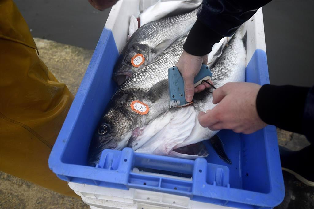 Cựu quan chức NOAA chỉ trích đề xuất mở rộng SIMP 