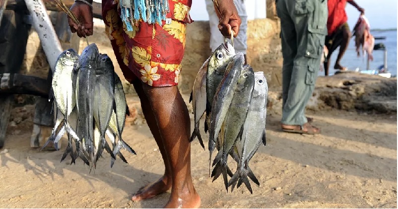 Kenya dự kiến áp thuế với thủy sản nhập khẩu từ Trung Quốc 