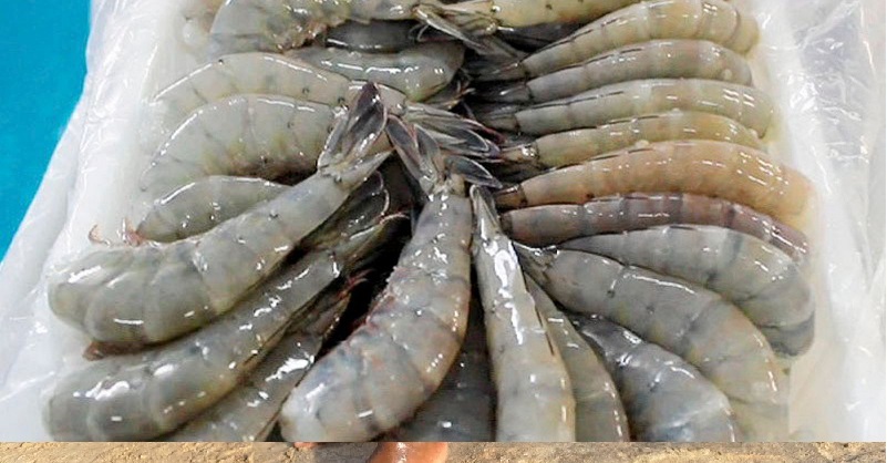 Honduras cắt quan hệ hợp tác với Đài Loan khiến người nuôi tôm lo lắng