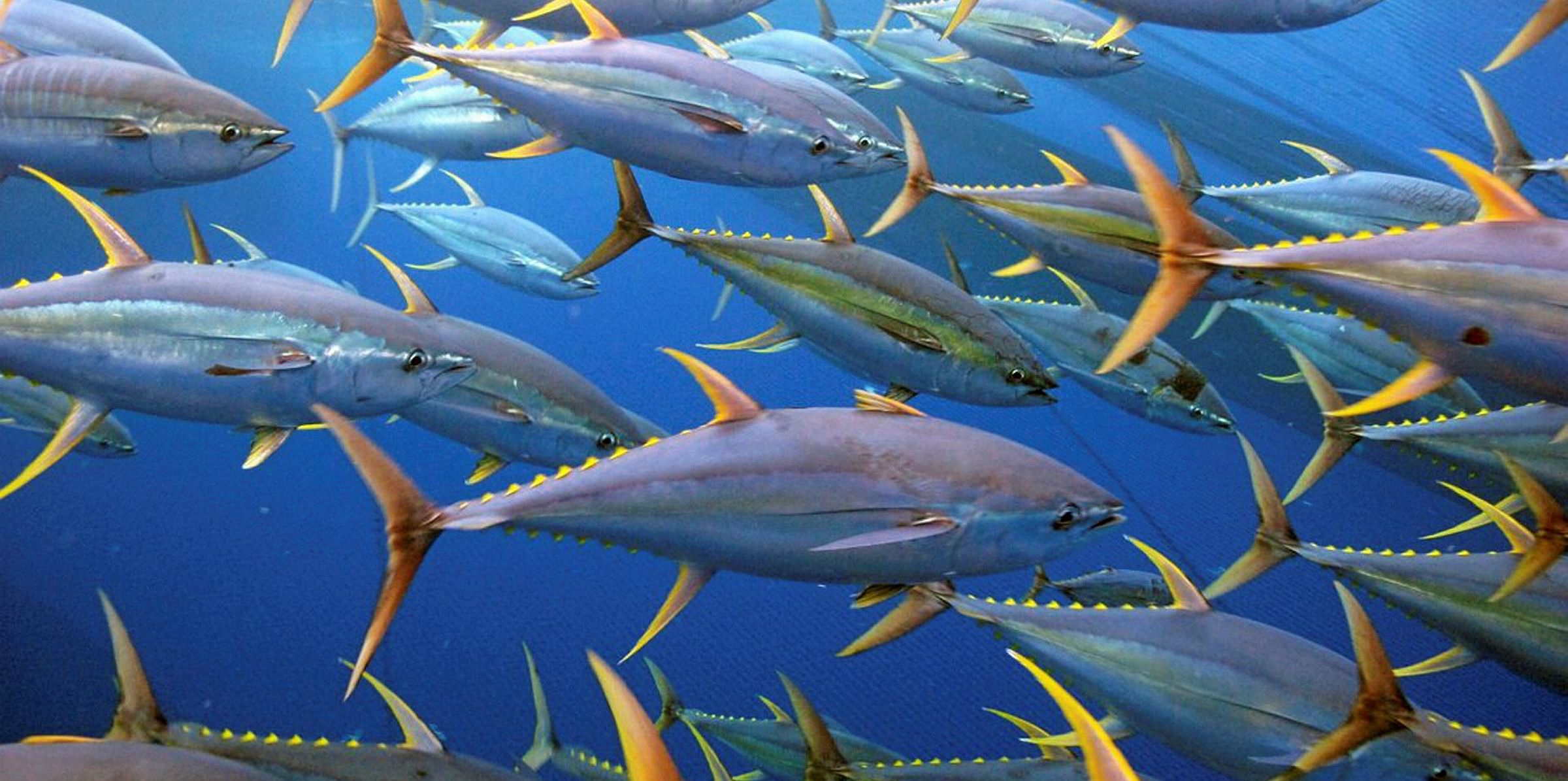 Hướng tới các công ty tham gia ISSF đều được chứng nhận MSC