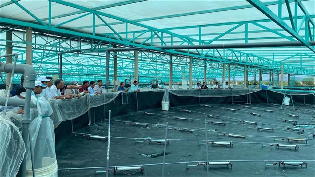 Lợi nhuận tăng nhờ nuôi tôm công nghệ cao