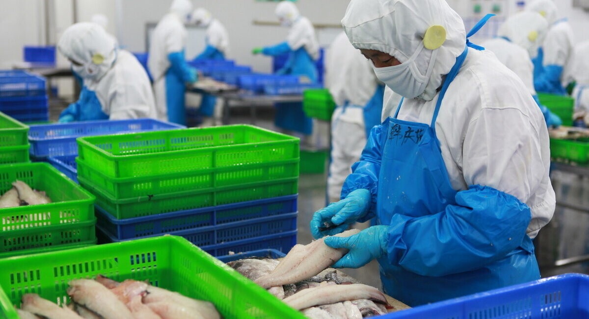 Nhu cầu tiêu thụ cá minh thái ở Trung Quốc gia tăng