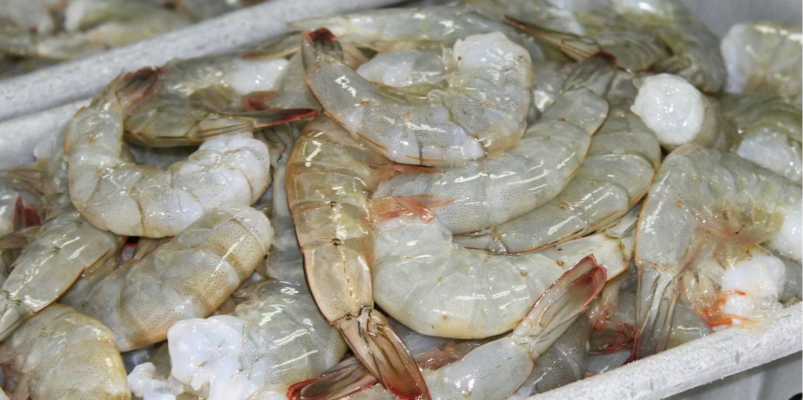 Camposano chia sẻ điểm mạnh và yếu của ngành tôm của Ecuador 