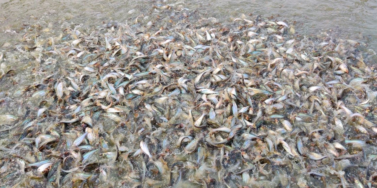 “Gã khổng lồ” xuất khẩu cá rô phi Trung Quốc gia nhập chuỗi cung ứng cá tra 