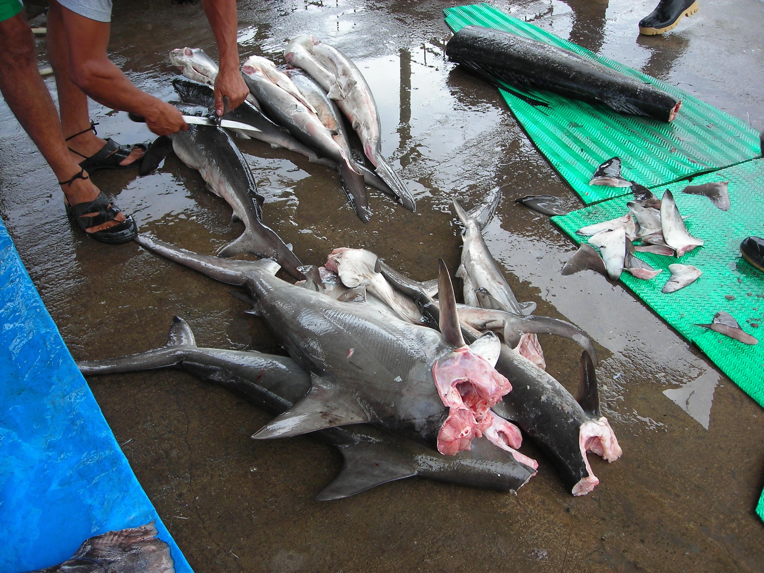 Costa Rica bị cáo buộc đánh bắt bất hợp pháp các loài cá mập đang bị đe dọa