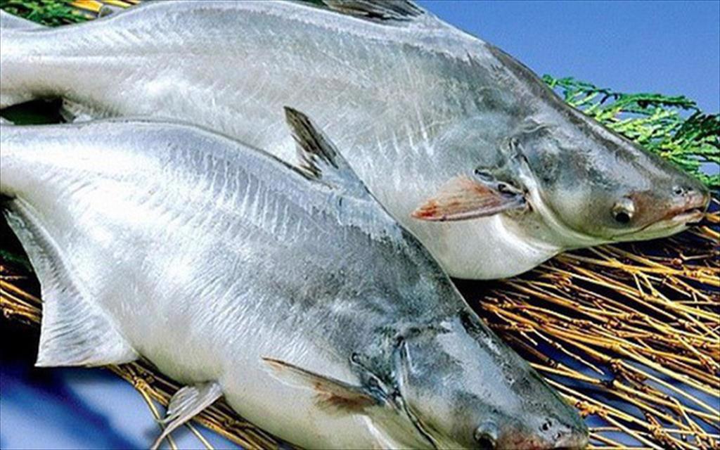 Vietnam pagasius exports to recover since QIII2023
