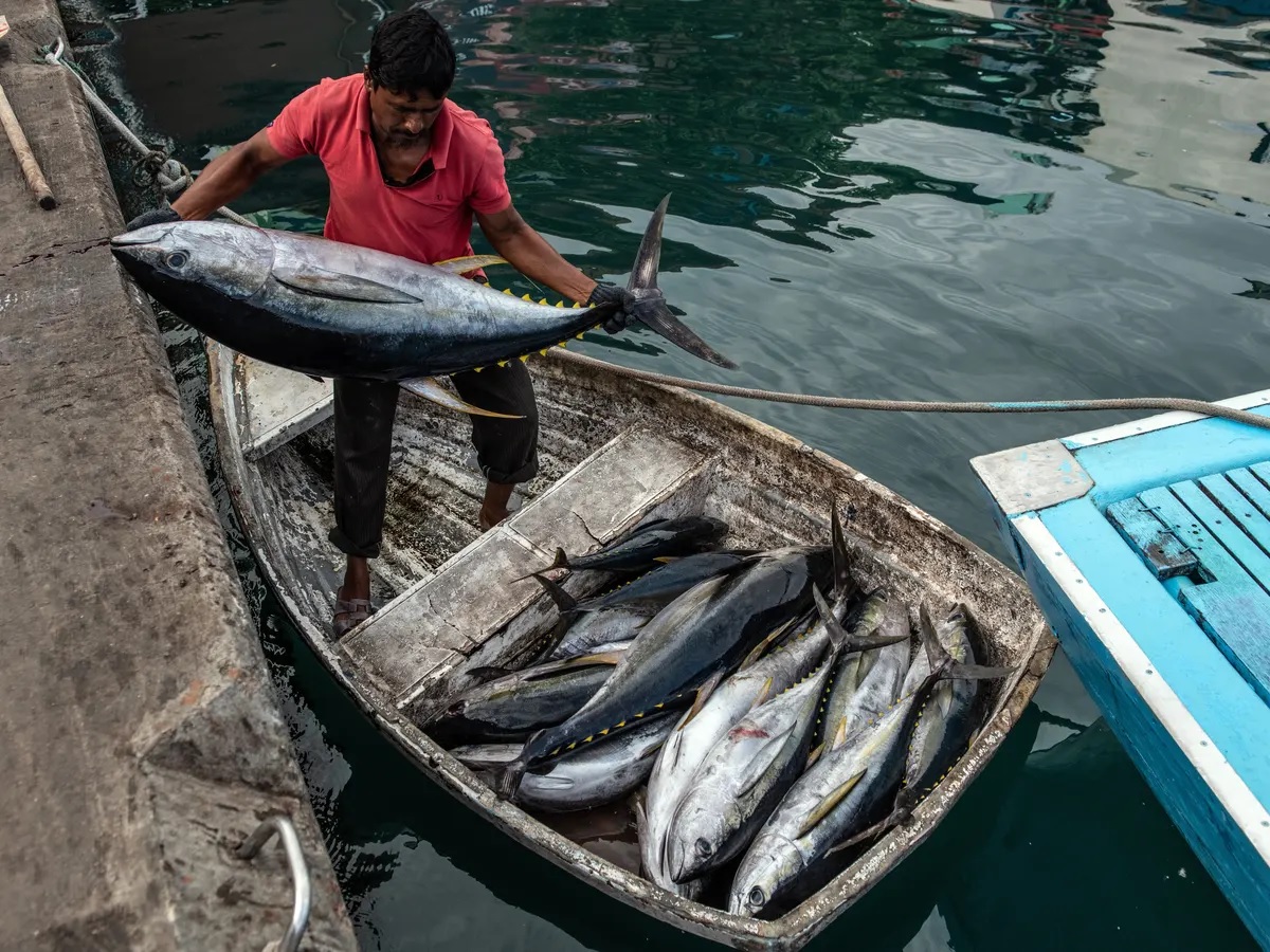 EU đưa ra đề xuất về bảo tồn và quản lý bền vững cá ngừ ở Ấn Độ Dương