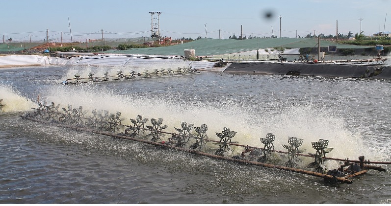 Doanh nghiệp kiến nghị kiểm soát tôm giống an toàn và ưu tiên đầu tư cho thủy lợi nuôi tôm 