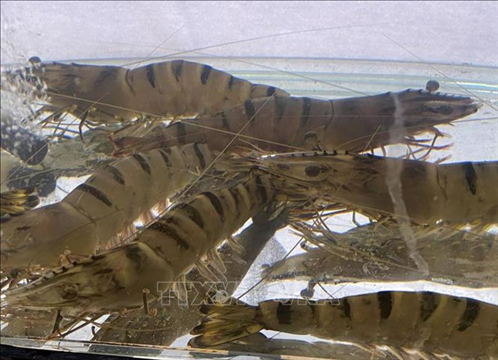 Ninh Thuận Phát triển tôm giống thành sản phẩm nông nghiệp chủ lực