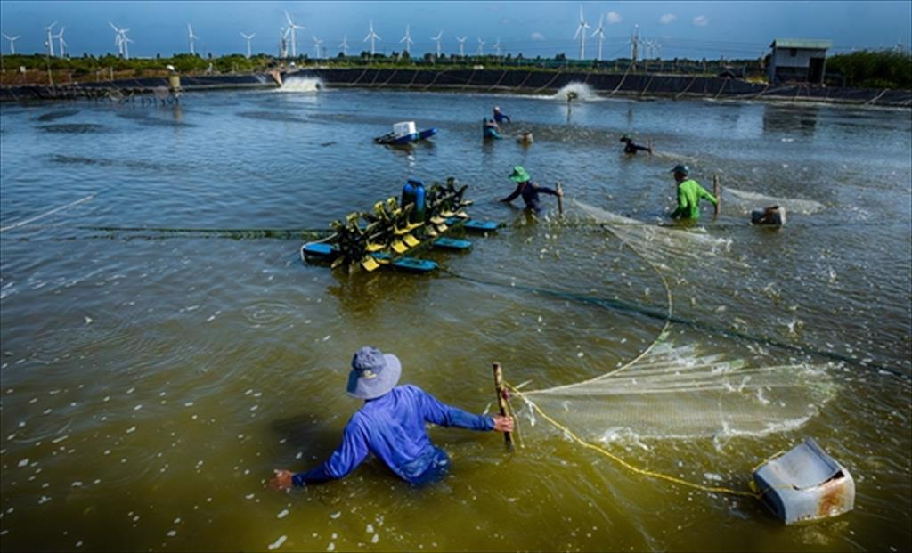 Bình quân tiêu thụ thủy sản của người Australia tăng lên gần 14 kgnăm, cơ hội cho thủy sản Việt Nam