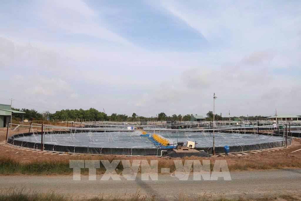 Trà Vinh hỗ trợ nông dân nuôi tôm trước thời tiết bất lợi