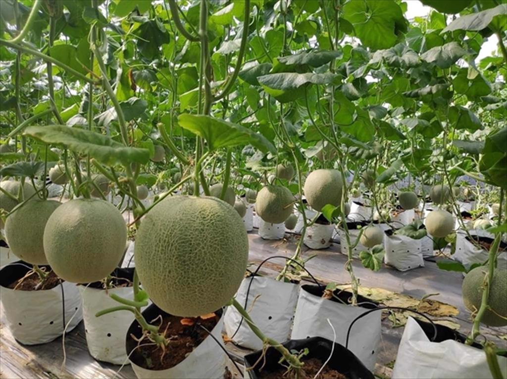 FTA Chìa khóa cho xuất khẩu hàng Việt