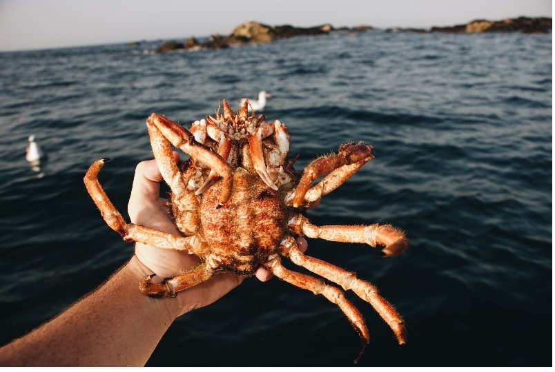 Giá bán buôn cua tuyết đông lạnh giảm xuống dưới 5 USDpao