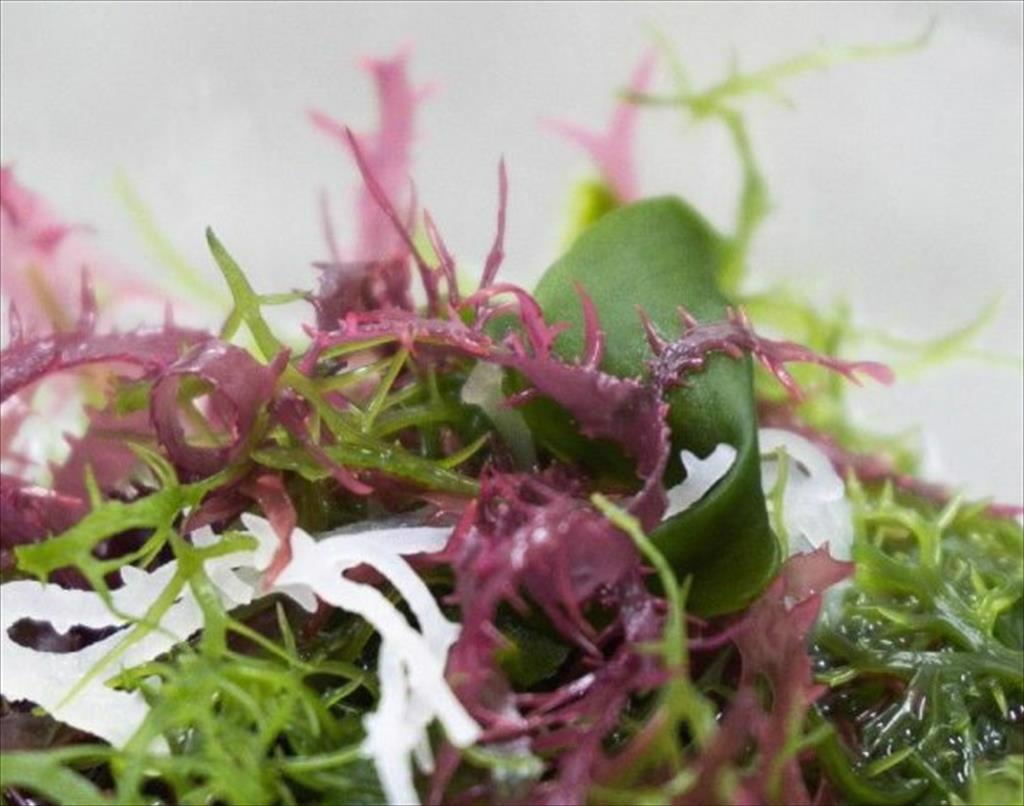 EU bắt đầu trợ cấp nguồn cung sản phẩm thay thế hải sản