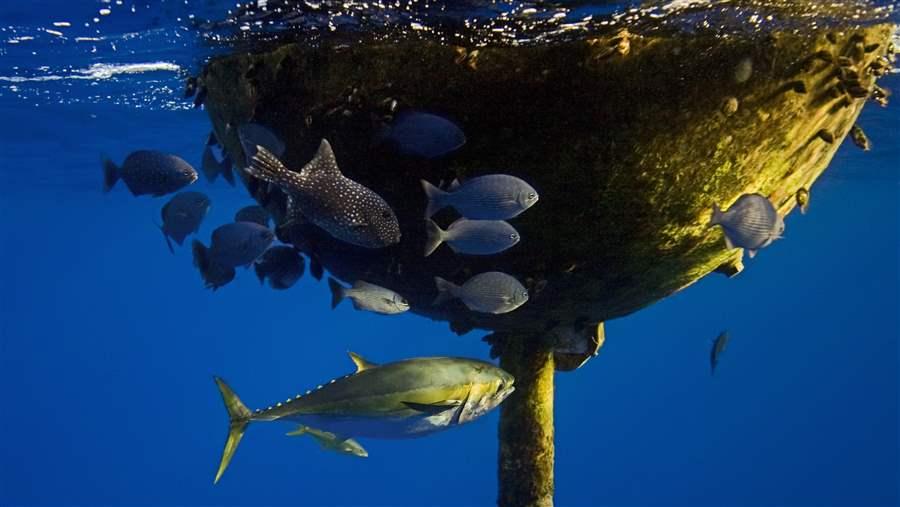 ISSF kêu gọi cải thiện quản lý nghề đánh bắt cá ngừ Ấn Độ Dương bằng FAD