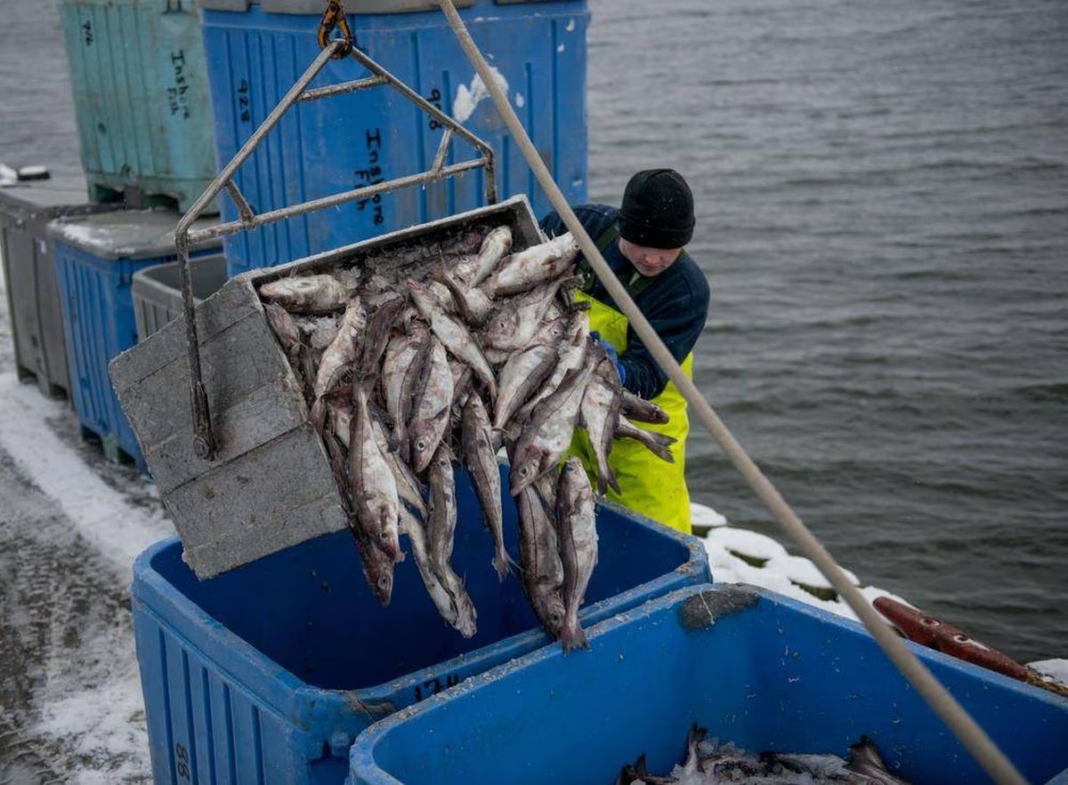 Hội đồng New England tìm cách tăng hạn ngạch cá tuyết haddock  