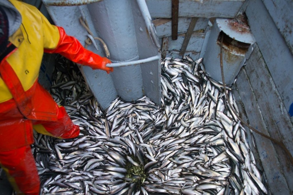 Nhu cầu cá trích Iceland tăng nhờ nhãn MSC 