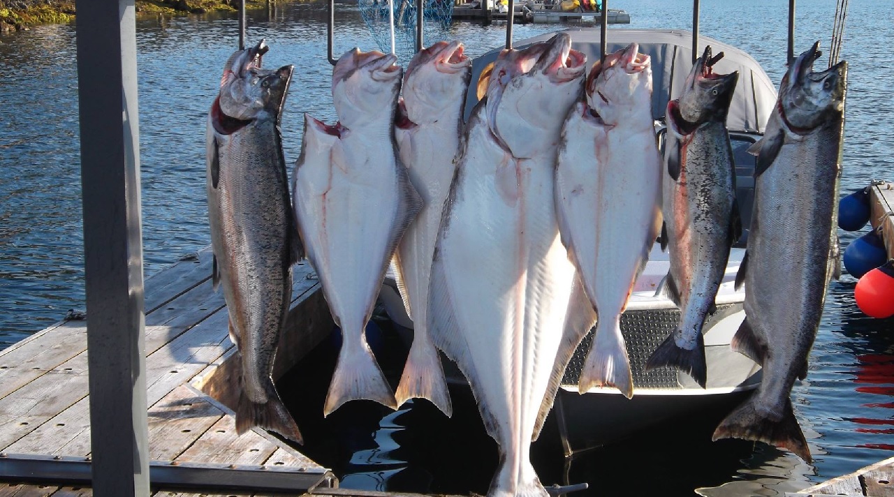 Giới hạn đánh bắt cá bơn Alaska thấp, giá cao 