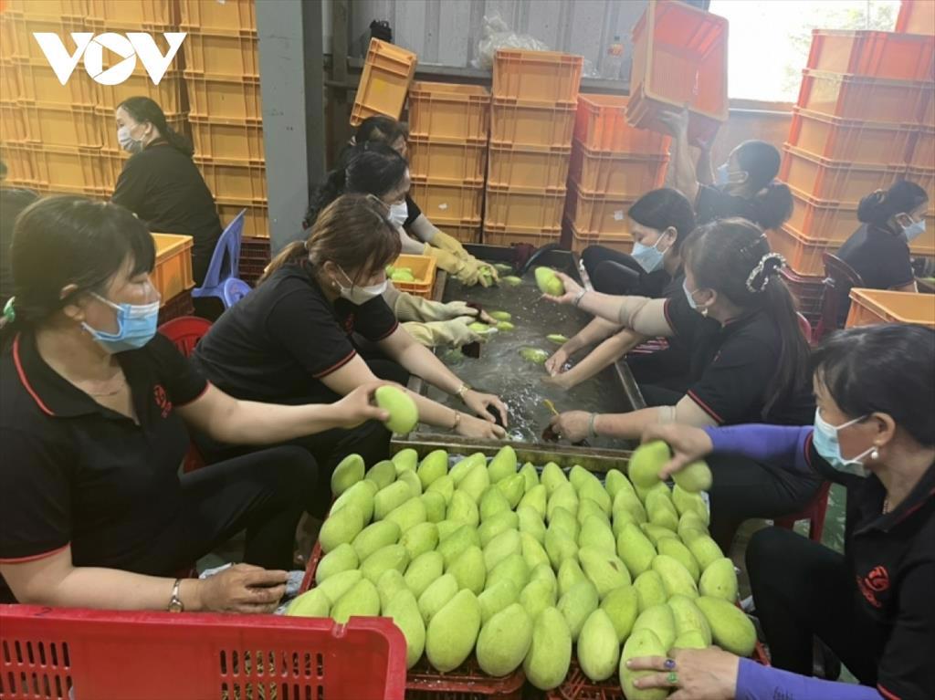 Xuất khẩu sang thị trường Trung Quốc - cần chủ động và linh hoạt