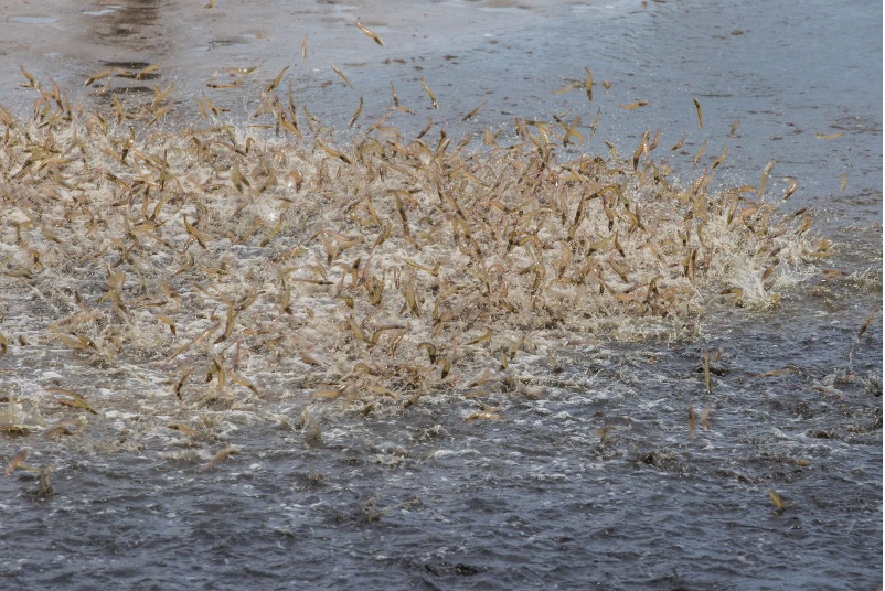 Xu hướng phải đồng hành